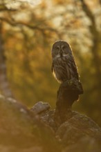 The day awakens... Bearded owl (Strix nebulosa) in the glaring backlight early in the morning in a
