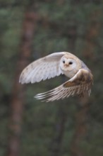 Skilful hunter... Barn owl (Tyto alba), generally known, in Germany relatively common owl in rapid
