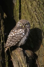 Camera view... Little owl (Athene noctua), owl, owlet, young owl, young bird sitting in the shelter