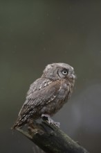 Cute little chap... Scops owl (Otus scops), very small owl, southern European owl, owl species in