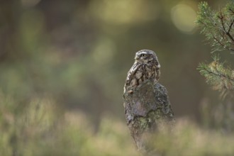 Little owl (Athene noctua) sitting on a tree stump at the edge of the forest in the sun,