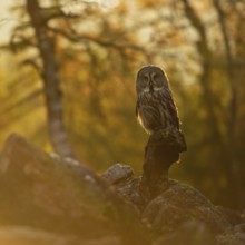 The day awakens... Bearded owl (Strix nebulosa) in the glaring backlight early in the morning in a