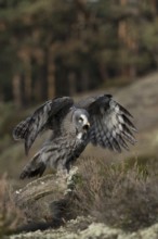 Bearded Owl (Strix nebulosa) sits on dead wood in the middle of a wide clearing in a coniferous
