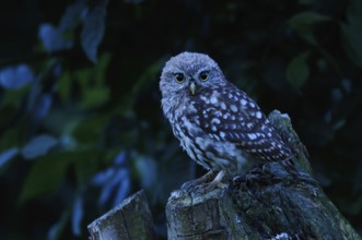 At the blue hour... Little owl (Athene noctua), young bird in the very first twilight, owl at