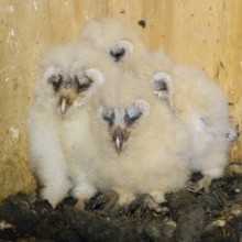 Offspring of the barn owls... Barn owl (Tyto alba), owl chicks, owl nestlings in a nesting aid