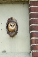 In the old transformer house... Barn owl (Tyto alba) hatching from the entrance hole to its