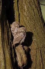 Young owls... Little owl (Athene noctua), two little owls, presumably siblings, sitting next to