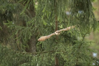 On the approach... Barn owl (Tyto alba) flies out of a tree at the edge of a coniferous forest, on