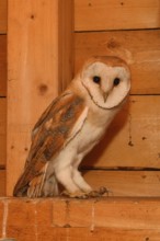 In the roof truss... Barn owl (Tyto alba), young owl in the belfry of a church, in the church