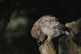 Little owl (Athene noctua), small, widespread, but highly endangered native owl eats prey, a mouse,