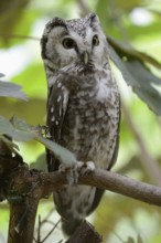 Frightened... Rough-legged Owl (Aegolius funereus), smaller, widespread but rather rare owl