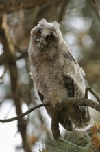 Young, just fledged owl... Long-eared owl (Asio otus) on the way to independence, young bird in the