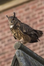 Church eagle owl... European Eagle Owl (Bubo bubo), male, Europe's largest owl sitting on the roof