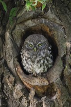Young owl in its den... Little owl (Athene noctua), young owl perched in the entrance of its