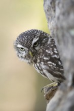Hiding place in the rock... Little owl (Athene noctua) looks out of a stone wall, which the small