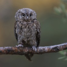 Cute little chap... Scops owl (Otus scops), very small owl, native mainly to southern Europe,