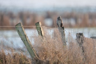 A guest on the Lower Rhine... Short-eared owl (Asio flammeus), rare, relatively large, often