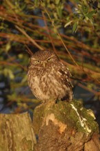 In the light of the early morning sun... Little owl (Athene noctua), small owl, owl sitting on a