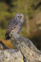 In autumnal surroundings... Ural owl (Strix uralensis), one of the most beautiful owls in Europe,