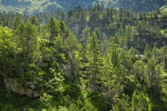 Old Swiss stone pines on the Susten Pass, Canton of Bern, Switzerland
