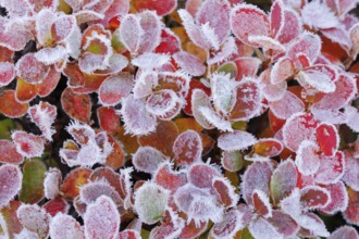 Autumn-coloured blueberry bushes covered with hoarfrost, autumn in the Swiss Alps