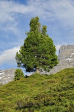 Old Swiss stone pine on the Engstlenalp in Gental, Canton Bern, Switzerland