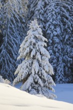 Freshly snow-covered spruce forest