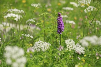 Alpine flower meadow with Moorland spotted orchid and chervil