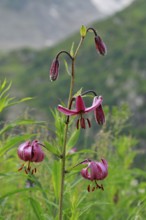 Turk's cap lily in the Swiss Alps, Canton of Bern, Switzerland