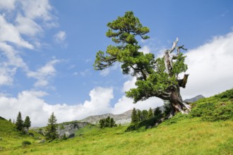 Old Swiss stone pine on the Engstlenalp in Gental, Canton Bern, Switzerland