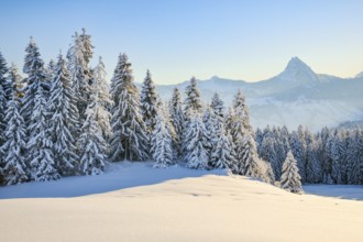 View of Sattelegg with Chöpfenberg in the background, Canton Schwyz, Switzerland