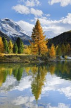 Mountains and yellow larches reflected in lake, Morteratsch Valley, Upper Engadine, Grisons,