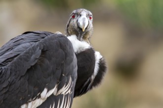 Andean condor (Vultur gryphus), Condor female perched on a rock, Cotopaxi national park, Cotopaxi,