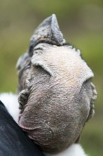 Andean condor (Vultur gryphus), Condor male perched on a rock, Head from behind, Close-up, Cotopaxi