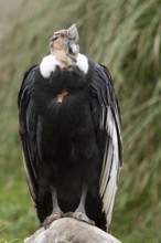 Andean condor (Vultur gryphus), Condor male perched on a rock, Cotopaxi national park, Cotopaxi,
