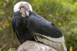 Andean condor (Vultur gryphus), Condor male perched on a rock, Cotopaxi national park, Cotopaxi,