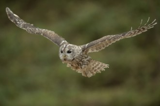 In flight... Tawny owl (Strix aluco), flying owl, hunting owl, gliding flight, side frontal