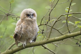 Not yet independent... Tawny owl (Strix aluco), young bird, young owl branch, young, not yet