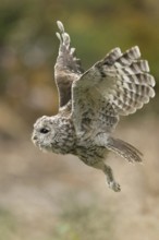 In flight... Tawny owl (Strix aluco), flying owl, the dense, velvety plumage with the comb-like