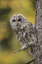 In front of colourful autumn leaves... Tawny owl (Strix aluco) sits close to the trunk in a tree,