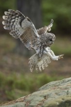 Shortly in front of access, landing... Tawny owl (Strix aluco), in flight, flying, landing owl,