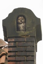 In an old chimney... Tawny owl (Strix aluco), typical picture, sits protected in its nest in an old