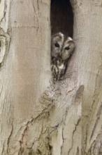 Who's looking... Tawny owl (Strix aluco), native, generally known owl looks out of its natural