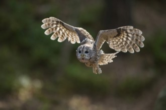 In flight... Tawny owl (Strix aluco) setting off to hunt in low sunlight, in flapping flight,