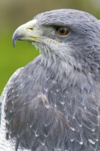 Black chested buzzard, Geranoaetus melanoleucus, Female perched on a tree, Close-up, Imbabura