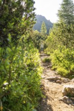 Hikers on a lightly overgrown path in a sunny forest landscape, hike to the Schlehrn, Alpe di