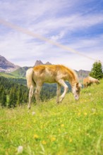 Foal eating grass in a meadow with flowers, surrounded by peaceful nature and mountains, hike to