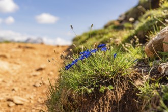 Blue flowers on a mountain meadow under a clear sky, hike to the Schlehrn, Alpe di Siusi,