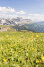 Flower meadow with mountain view, blue sky with scattered clouds, hike to the Schlehrn, Alpe di