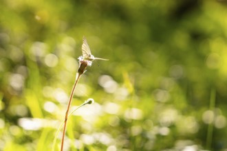 Butterfly resting on plant, surrounded by soft bokeh light in the greenery, hike to the Schlehrn,